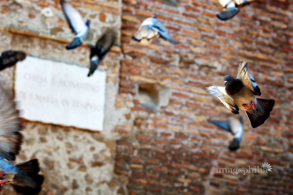 Matrimonio al Complesso Vignola Mattei a Roma / Ricevimento a Roma