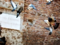 Matrimonio al Complesso Vignola Mattei a Roma / Ricevimento a Roma